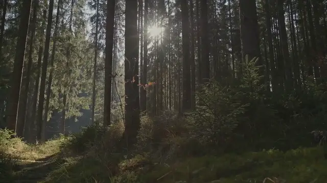 Video thumbnail for Informal Gardens