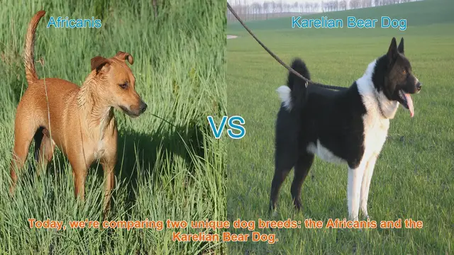 Video thumbnail for Africanis vs. Karelian Bear Dog: A Breed Comparison