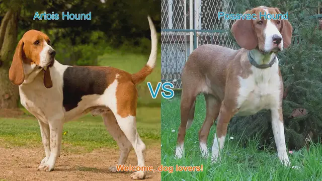 Video thumbnail for Artois Hound vs. Posavac Hound: A Comprehensive Comparison