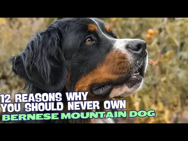 Video thumbnail for 12 Reasons Why You Should Never Own a Bernese Mountain Dog 🐶