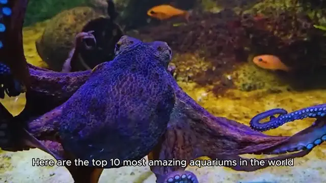 Video thumbnail for Top 10 Most Amazing Aquariums