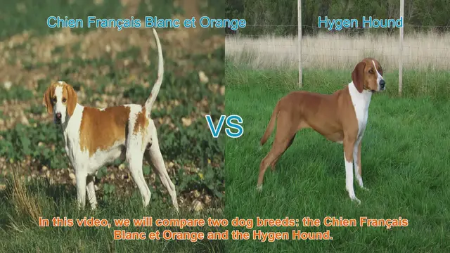 Video thumbnail for Comparing Chien Français Blanc et Orange and Hygen Hound: A Comprehensive Guide