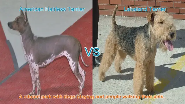Video thumbnail for American Hairless Terrier vs. Lakeland Terrier: A Breed Comparison