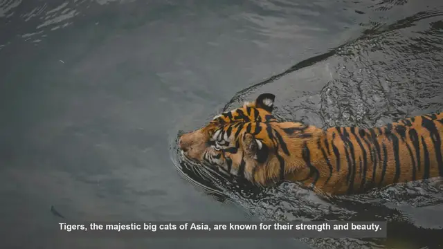 Video thumbnail for 10 Unique Tiger Mating Behaviors: From Roars to Rituals