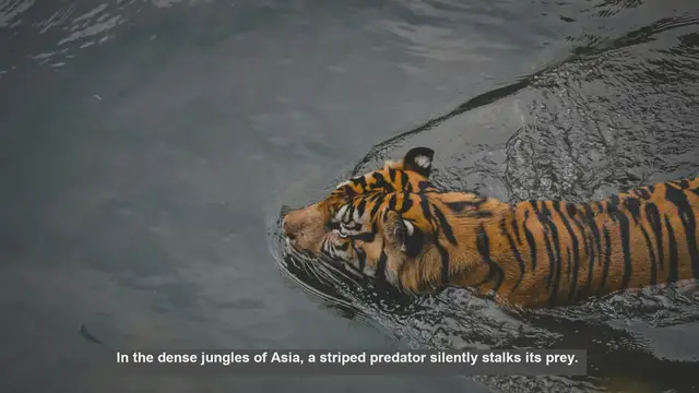 Video thumbnail for 10 Traits That Make Tigers Supreme Predators