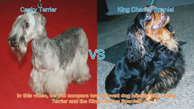 Video thumbnail for Comparing Cesky Terrier and King Charles Spaniel: Appearance, Temperament, and Care