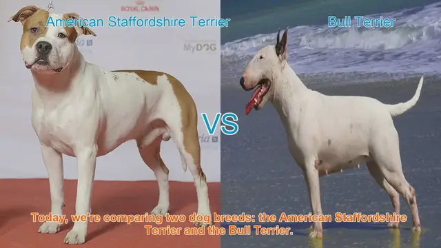 Video thumbnail for American Staffordshire Terrier vs. Bull Terrier: A Comprehensive Comparison
