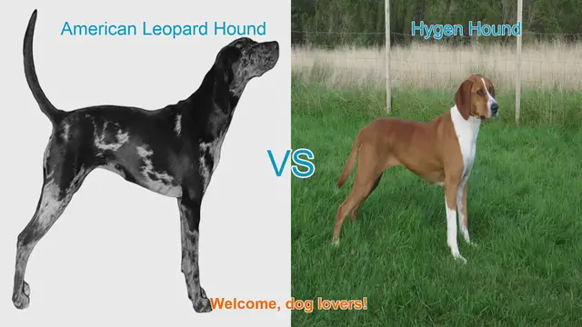 Video thumbnail for American Leopard Hound vs. Hygen Hound: A Comparison of Energetic Dog Breeds