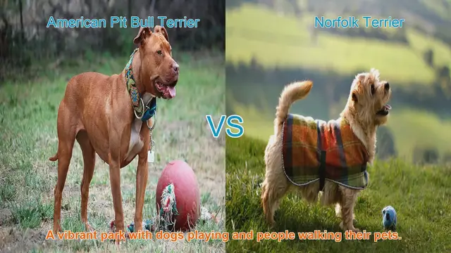 Video thumbnail for American Pit Bull Terrier vs. Norfolk Terrier: A Comparison