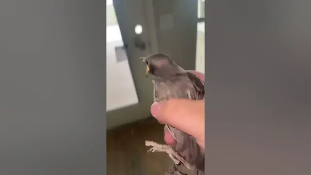 Video thumbnail for ✂️Evicted bird (Loudest Orgasm Version)🐦