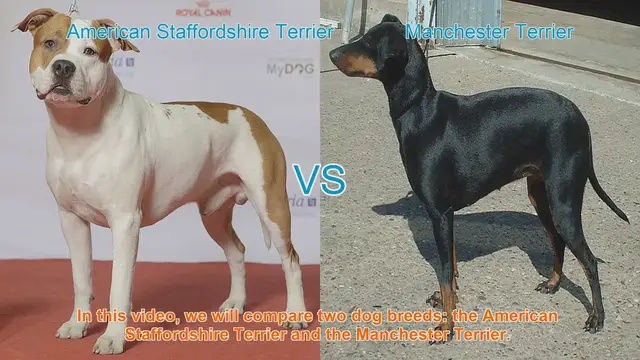Video thumbnail for American Staffordshire Terrier vs. Manchester Terrier: A Breed Comparison