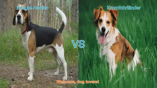 Video thumbnail for Beagle-Harrier vs. Kromfohrländer: A Comparison of Unique Dog Breeds