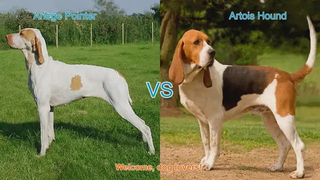Video thumbnail for Ariège Pointer vs. Artois Hound: A Comparison of Two Remarkable Dog Breeds