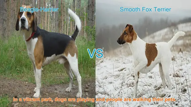 Video thumbnail for Beagle-Harrier vs. Smooth Fox Terrier: A Comparison of Two Playful Dog Breeds