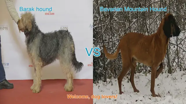 Video thumbnail for Barak Hound vs. Bavarian Mountain Hound: A Comparison for Dog Lovers