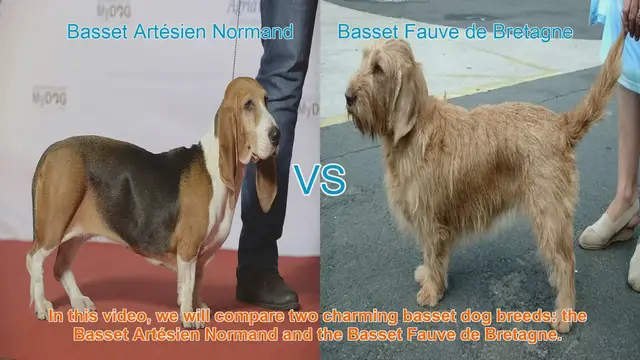 Video thumbnail for Basset Artésien Normand vs. Basset Fauve de Bretagne: A Comparison of Charming Dog Breeds
