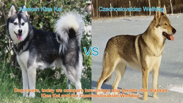 Video thumbnail for Alaskan Klee Kai VS Czechoslovakian Wolfdog