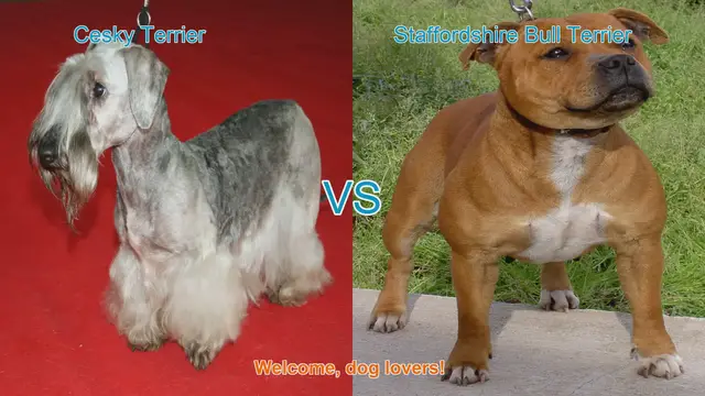 Video thumbnail for Cesky Terrier vs. Staffordshire Bull Terrier: A Comprehensive Comparison