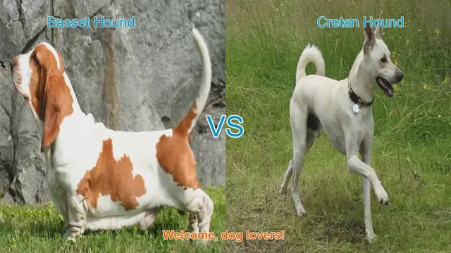 Video thumbnail for Basset Hound vs. Cretan Hound: A Comparison of Two Distinct Dog Breeds