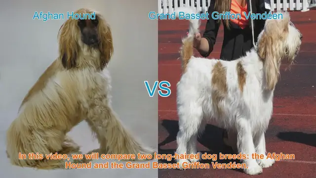 Video thumbnail for Comparing Afghan Hound and Grand Basset Griffon Vendéen: A Comprehensive Guide