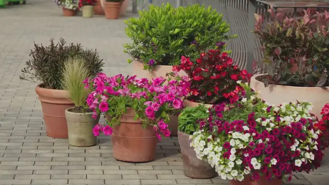 Video thumbnail for Patios garden