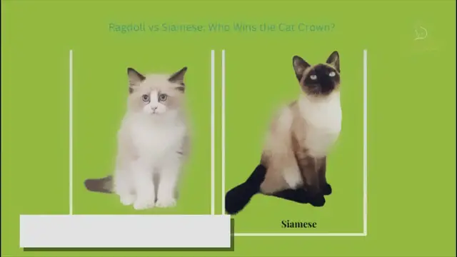 Video thumbnail for Ragdoll vs Siamese: Who Wins the Cat Crown?