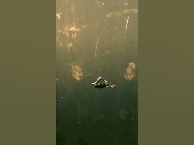 Video thumbnail for Swim Jig Underwater
