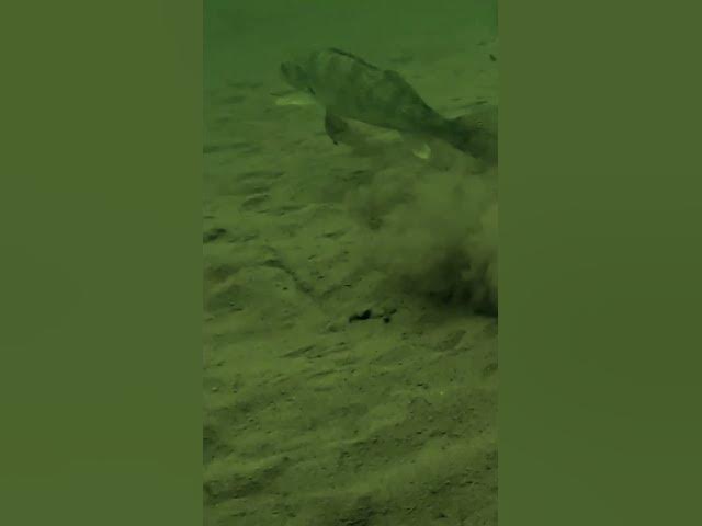 Video thumbnail for What's this fish up to?