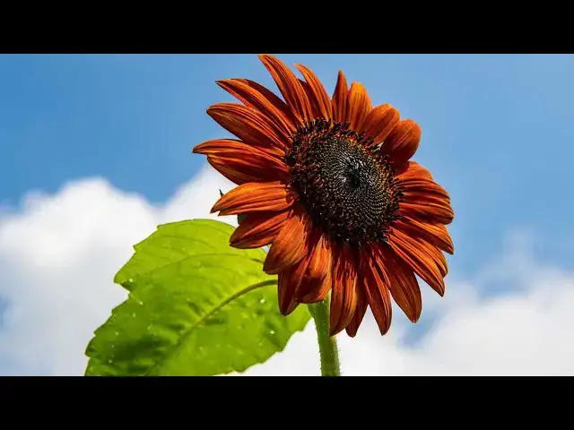 Video thumbnail for 9 Reasons Your Sunflowers Are Struggling To Grow