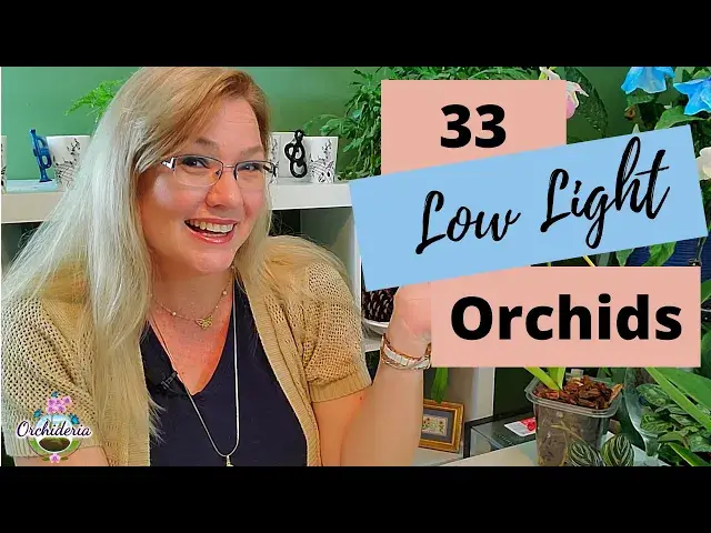 'Video thumbnail for 33 Best Low Light Orchids: Top Recommended Orchids for Shade'