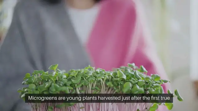 Video thumbnail for How To Grow Microgreens At Home