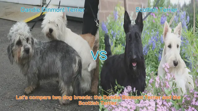 Video thumbnail for Dandie Dinmont Terrier vs. Scottish Terrier: A Comprehensive Comparison
