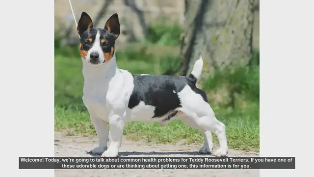 Video thumbnail for Common Health Problems in Teddy Roosevelt Terriers