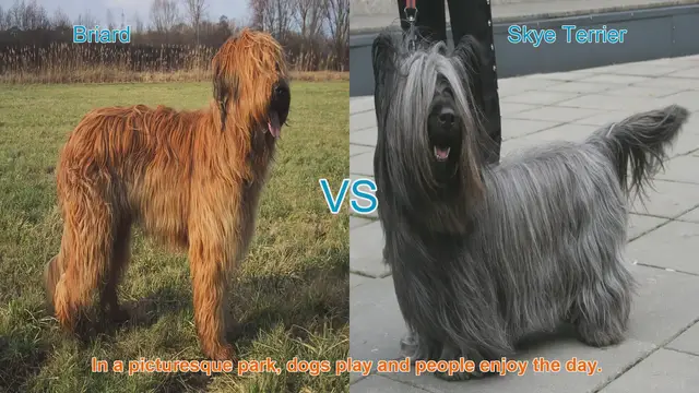 Video thumbnail for Briard vs. Skye Terrier: A Comparison of Two Distinct Dog Breeds