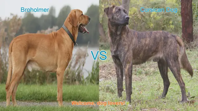 Video thumbnail for Broholmer vs. Corsican Dog: A Comparison of Unique Dog Breeds