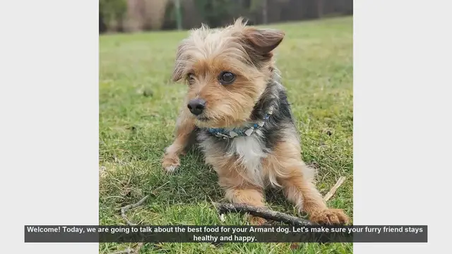 Video thumbnail for Best Food for Your Armant Dog: Keep Your Furry Friend Healthy and Happy