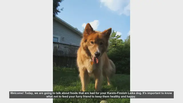 Video thumbnail for Foods to Avoid for Your Karelo-Finnish Laika Dog