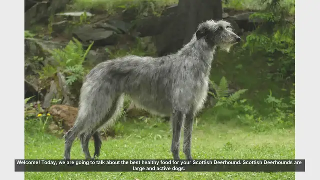 Video thumbnail for Best Healthy Foods for Your Scottish Deerhound