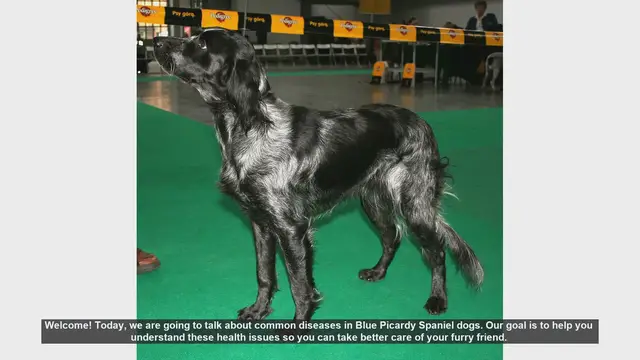 Video thumbnail for Common Health Issues in Blue Picardy Spaniel Dogs