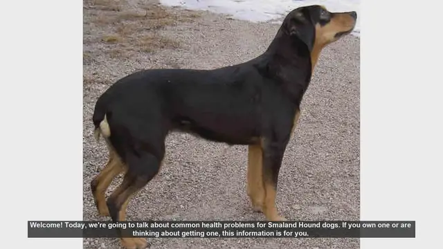Video thumbnail for Common Health Problems in Smaland Hound Dogs