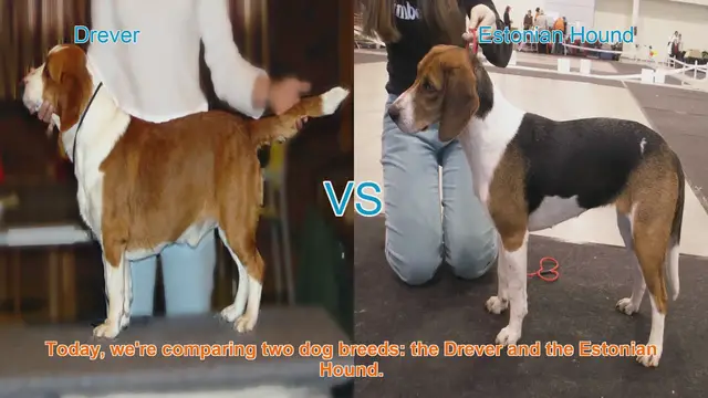 Video thumbnail for Drever vs. Estonian Hound: A Comprehensive Comparison
