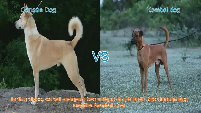 Video thumbnail for Canaan Dog vs. Kombai Dog: A Comprehensive Breed Comparison