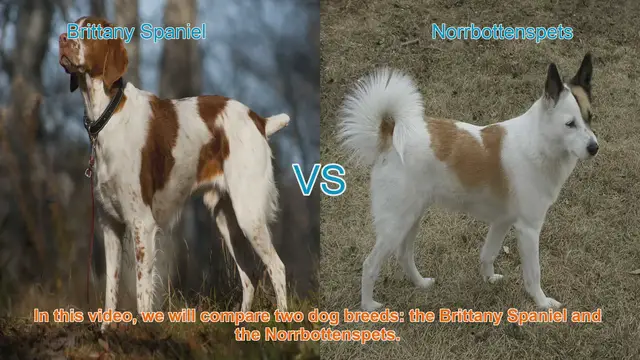 Video thumbnail for Brittany Spaniel vs. Norrbottenspets: A Comparison of Two Dog Breeds
