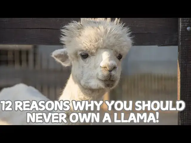 Video thumbnail for 12 Reasons Why You Should Never Own a Llama!🦙