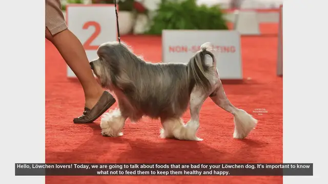 Video thumbnail for Top Foods to Avoid Feeding Your Löwchen Dog