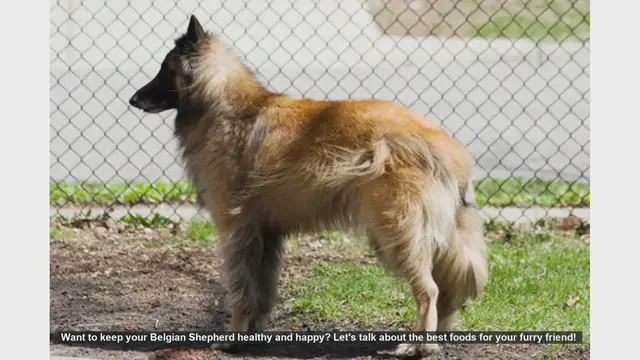 Video thumbnail for Top Foods to Keep Your Belgian Shepherd Healthy and Happy