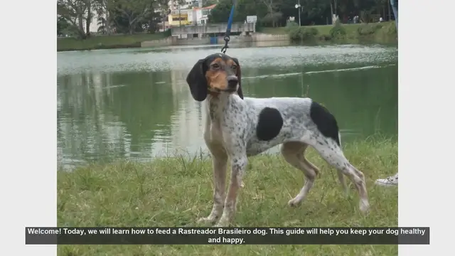 Video thumbnail for How to Properly Feed Your Rastreador Brasileiro Dog