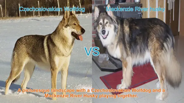 Video thumbnail for Comparing Czechoslovakian Wolfdog and Mackenzie River Husky: Origins, Traits, and Care