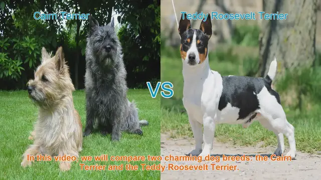 Video thumbnail for Cairn Terrier vs. Teddy Roosevelt Terrier: A Comparison of Charming Dog Breeds
