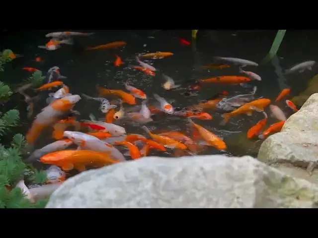 Video thumbnail for Koi Fish Cleanliness: A Key Factor in Competitions